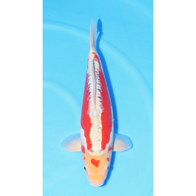 KGE.54 SHUSUI KGE.54 SHUSUI